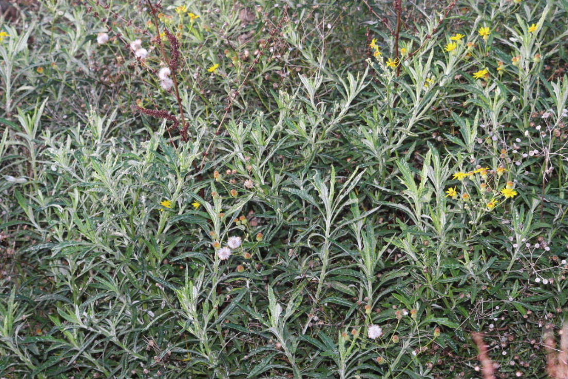 Senecio pterophorus / Senecione alato